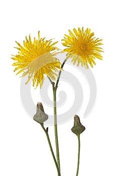Autumn Hawkbit flowers