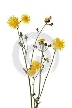 Autumn Hawkbit flowers photo