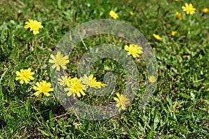 Autumn Hawkbit photo