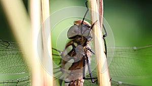 Autumn Hawker - face - macro