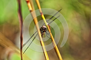 Autumn Hawker - top view