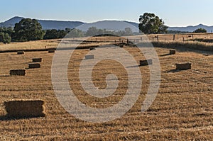 Autumn hay bales, California Gold Country