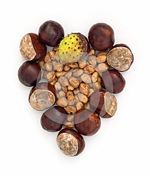 Autumn heart of horse-chestnuts and hazelnuts