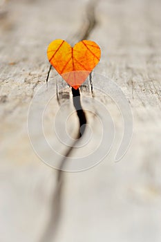 Autumn heart on old wood.