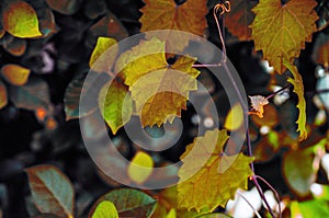 Autumn heart shaped jagged leaf on a vine in selective focus