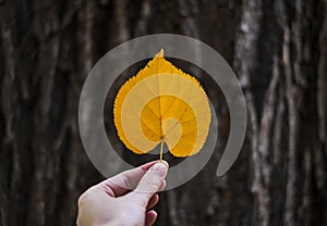 Autumn heart shaped leaf in the hand on the tree bark background