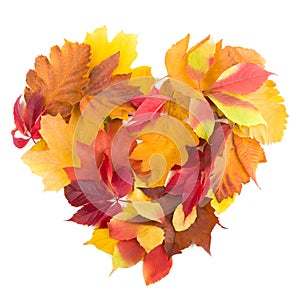 Autumn heart symbol isolated on white background