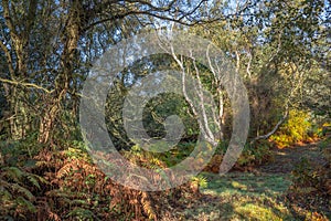 Autumn on the Heath