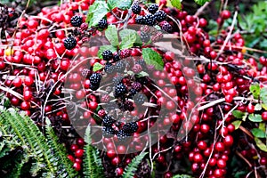 Autumn hedgerow