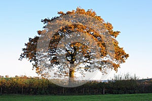 Autumn Hedgerow Oak