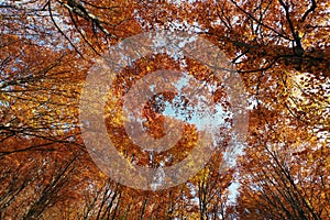 Autumn colors in a landscape in the forest. Colored leaves and blue sky. Autumn background