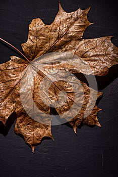 Autumn is her, close up fall leaf and texture, macro shot in studio on black background