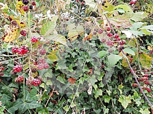 Autumn is here wild blackberries brambles ripening in the sun. vines and leaves photo