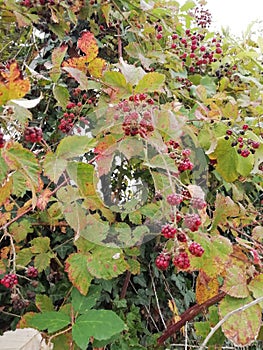 Autumn is here wild blackberries brambles ripening in the sun. vines and leaves