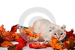 Autumn Highland Lynx kitten
