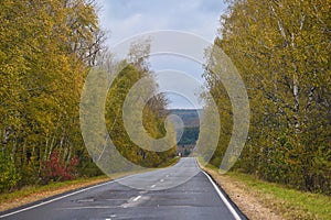 Autumn highway road through a birch grove