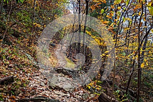 Autumn Hike in the Woods