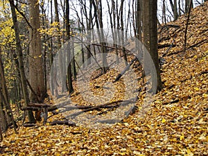 Autumn hill, Toronto, Ontario, Canada