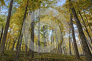 Autumn hillside with colorful trees at Cuivre River State Park photo