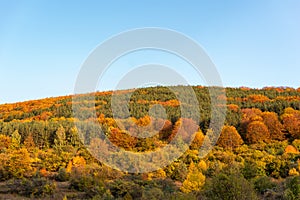 Autumn hillside covered with colorful trees forest sharp detail orange green minimal mountain rural landscape bulgaria