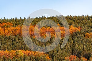 Autumn hillside covered with colorful trees forest sharp detail orange green minimal mountain rural landscape bulgaria