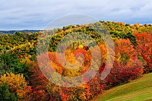 Autumn on the Hillside.