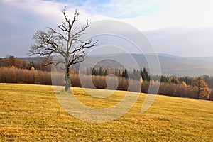 Autumn hilly landscape with dead tree