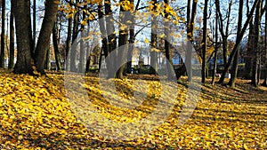 Autumn historical park. Paths, trees and golden leaves.