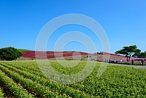 Autumn in Hitachi Seaside Park