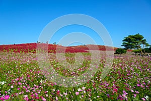 Autumn in Hitachi Seaside Park