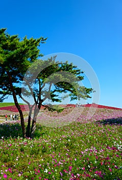 Autumn in Hitachi Seaside Park