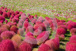 Autumn in Hitachi Seaside Park