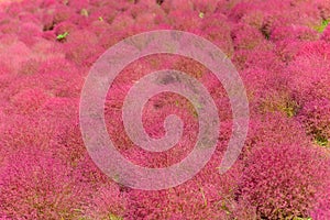 Autumn in Hitachi Seaside Park