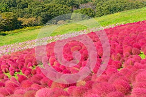 Autumn in Hitachi Seaside Park