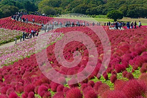 Autumn in Hitachi Seaside Park