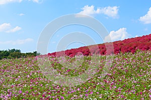 Autumn in Hitachi Seaside Park