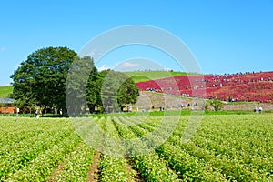 Autumn in Hitachi Seaside Park