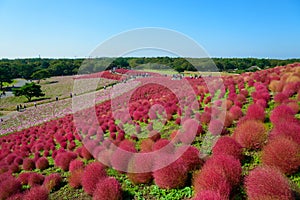 Autumn in Hitachi Seaside Park