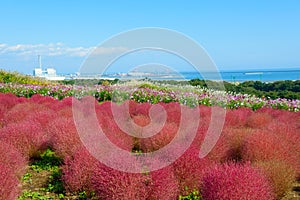 Autumn in Hitachi Seaside Park