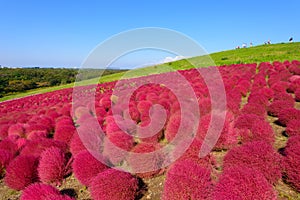 Autumn in Hitachi Seaside Park