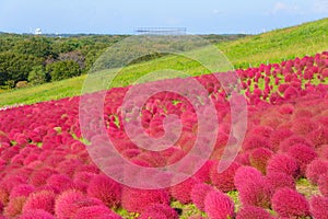 Autumn in Hitachi Seaside Park