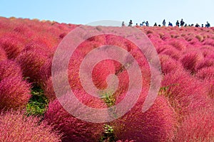 Autumn in Hitachi Seaside Park