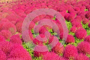 Autumn in Hitachi Seaside Park