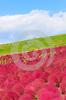 Autumn in Hitachi Seaside Park