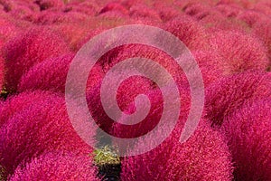 Autumn in Hitachi Seaside Park