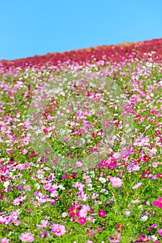 Autumn in Hitachi Seaside Park