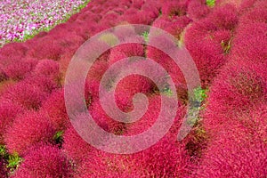 Autumn in Hitachi Seaside Park