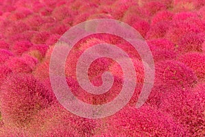 Autumn in Hitachi Seaside Park