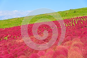 Autumn in Hitachi Seaside Park