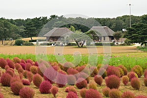 Autumn in Hitachi Seaside Park